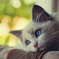 Ảnh đại diện của Mỹ Linh